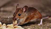 24 Hour & Emergency Exterminators in Georgetown, CO